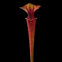 sarracenia flava ornata