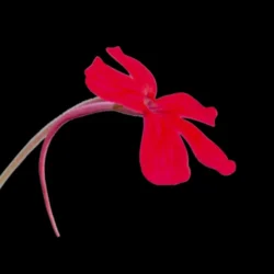 pinguicula laueana cp1