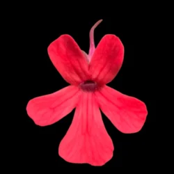 pinguicula laeana sp1