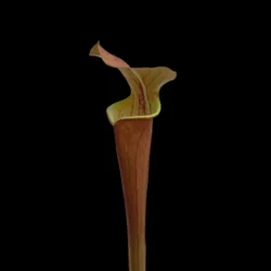 sarracenia tygo