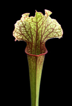 Sarracenia "Judith Hindle"