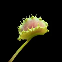 dionaea zipp