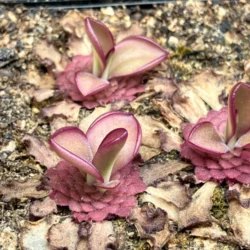 Pinguicula laueana x mirandae