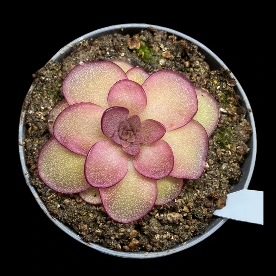 pinguicula laueana mirandae