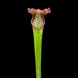 sarracenia leucophylla minor