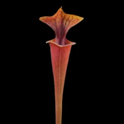 sarracenia flava atropurpurea blackwater