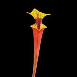 sarracenia flava rubricorpora