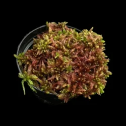 sphagnum magellanicum