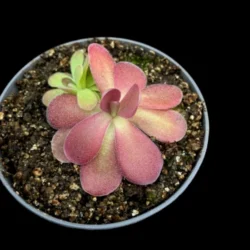 pinguicula johanna