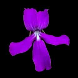 Pinguicula rectifolia