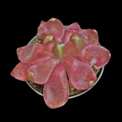 pinguicula marciano