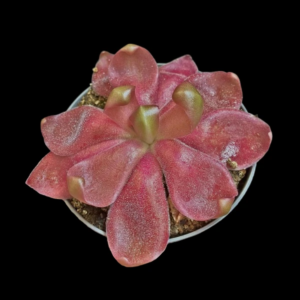 pinguicula marciano
