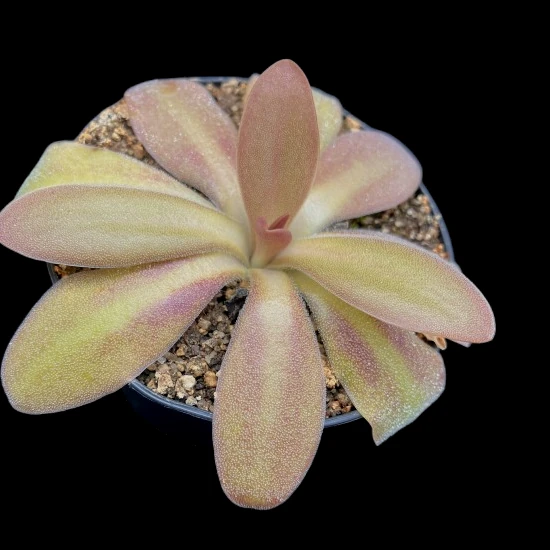 pinguicula parvifolia heterophylla