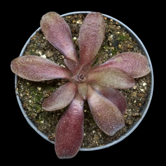 pinguicula parvifolia heterophylla