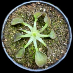 pinguicula acuminata