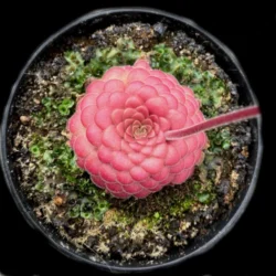 Pinguicula laueana "Sierra Mixe"