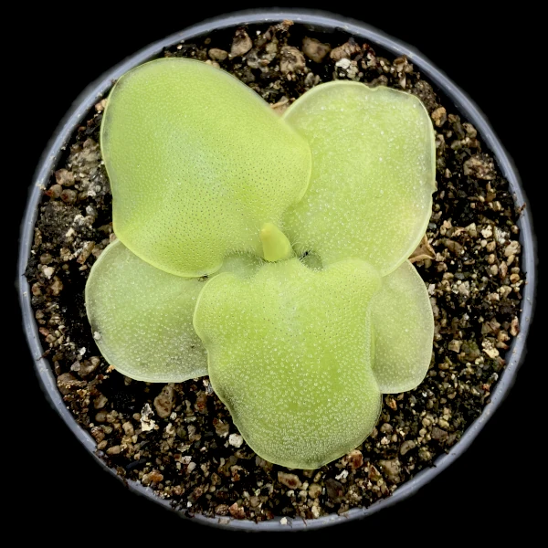 pinguicula acuminata