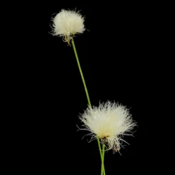 eriophorum vaginatum