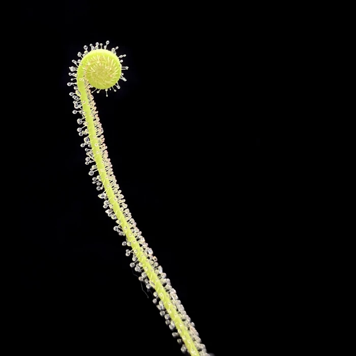 drosera tracyi
