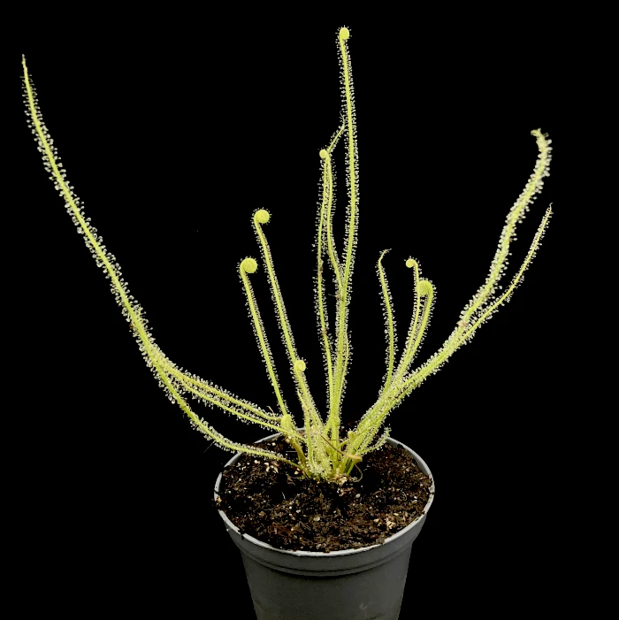 drosera filiformis tracyi