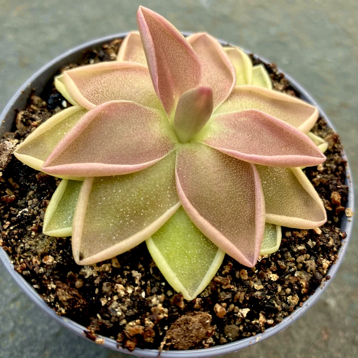 pinguicula estrellita