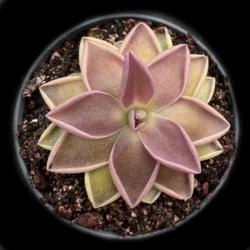pinguicula estrellita