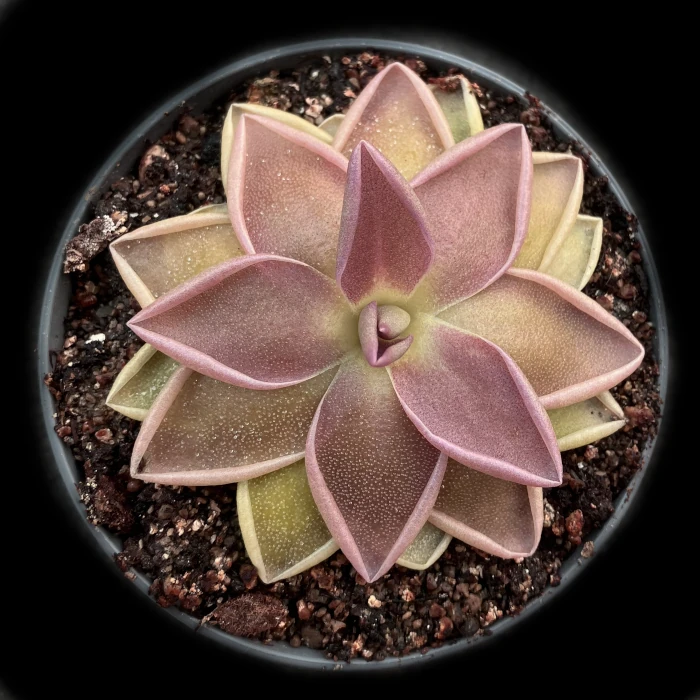 pinguicula estrellita