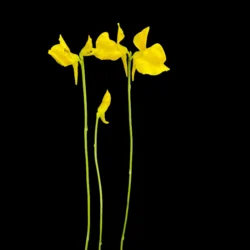 utricularia cornuta