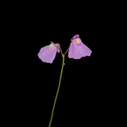utricularia dichotoma