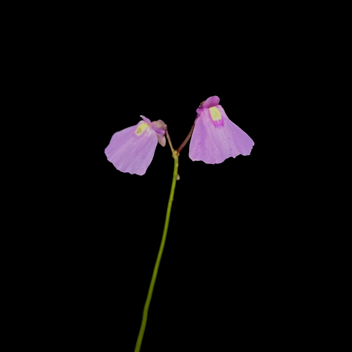 utricularia dichotoma