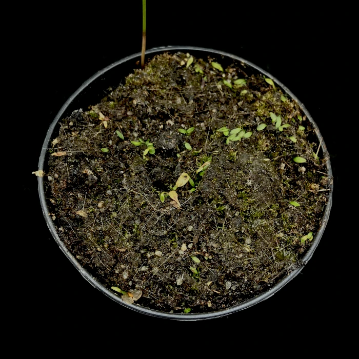utricularia dichotoma