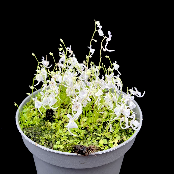utricularia sandersonii