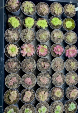 XXL Pinguicula Set