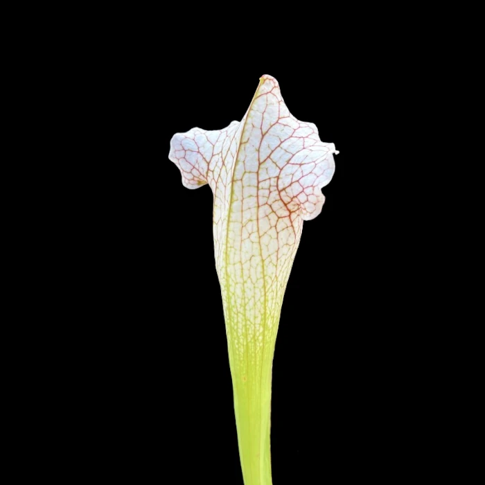 sarracenia dave