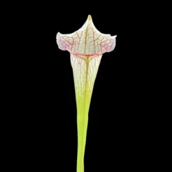 sarracenia dave