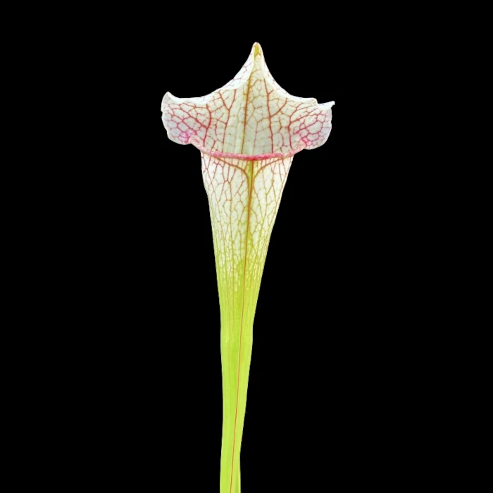 Sarracenia cv. „Dave“