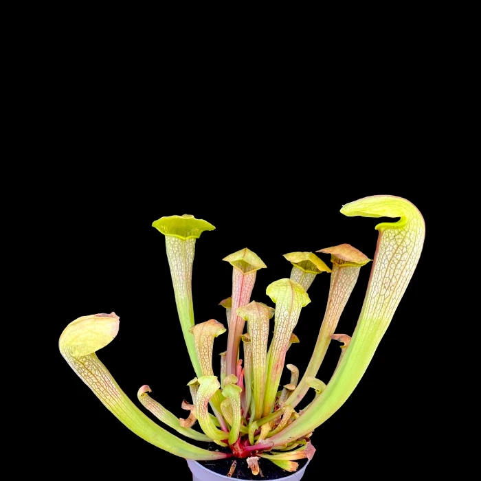 Sarracenia cv. „Hummer’s Hammerhead“
