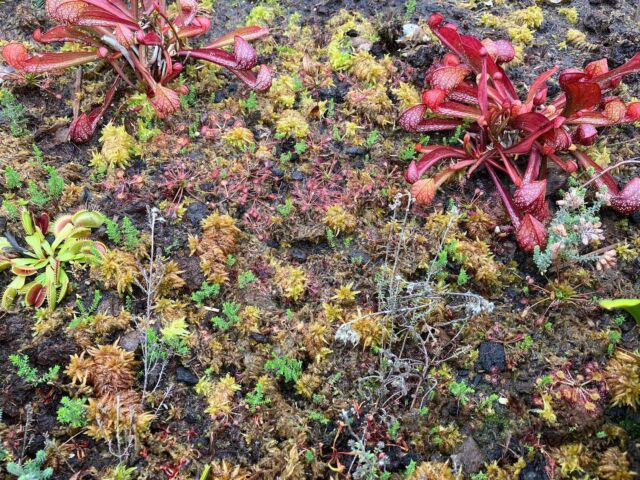 Eine kleine Moorbeetimpression im Oktober. Die ersten Pflanzen ziehen bereits ein, der Herbst naht..

#bog #herbst #fall #moorbeet #moor #winterhart #drosera #sarracenia #sonnentau #carnivoren #sundew #schlauchpflanze #heide #sphagnum