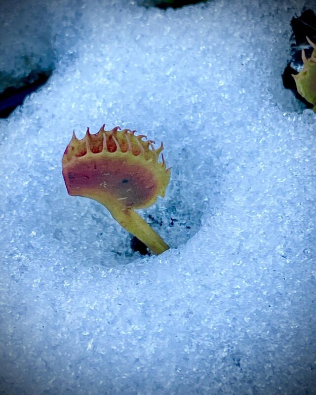 Wintereinbruch 🥶 Alle Dionaea bleiben draußen. Im Eis eingefroren sind sie gut vor Frostschäden geschützt 🍀

#dionaea #venusfliegenfalle #vff #moorbeet #winter #schnee #frost #eisblume #carnivoren #bogplant #outdoor #carnivorous #cold #ice
