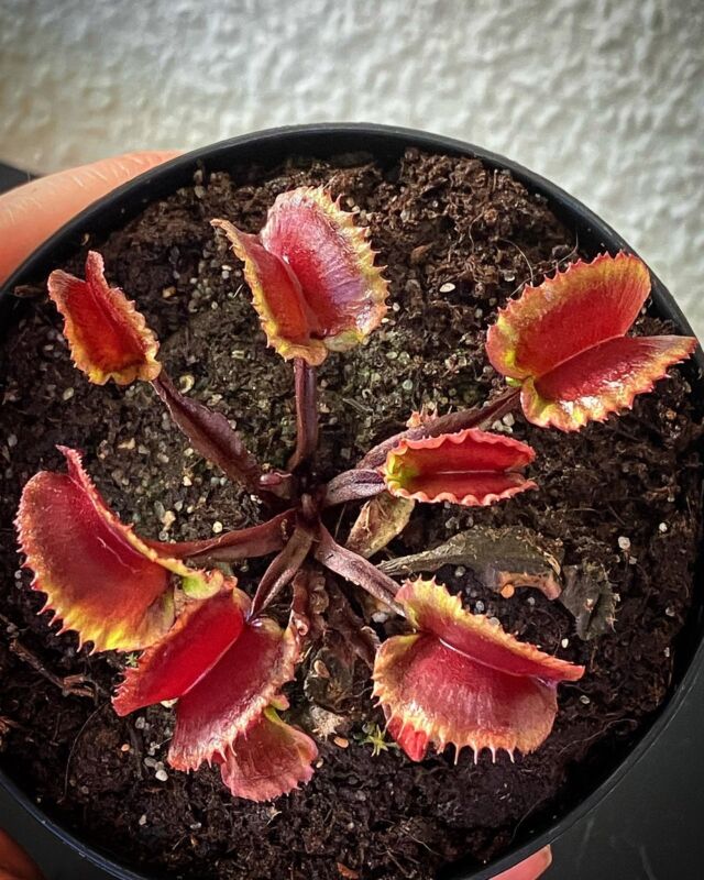Dionaea muscipula „All Red Werewolf“ 🔥 ein #werewolf Klon mit gelben Fallenrändern und intensiver Rotfärbung. Kein Beutefang möglich, sehr insektenfreundlicher Klon 😉 Ab Ende April verfügbar.

#dionaea #allredwerewolf #vff #venusfliegenfalle #bog #hardy #moorbeet #carnivoren #karnivoren #klone #rot #drosera #sarracenia #flytrap #winterhart