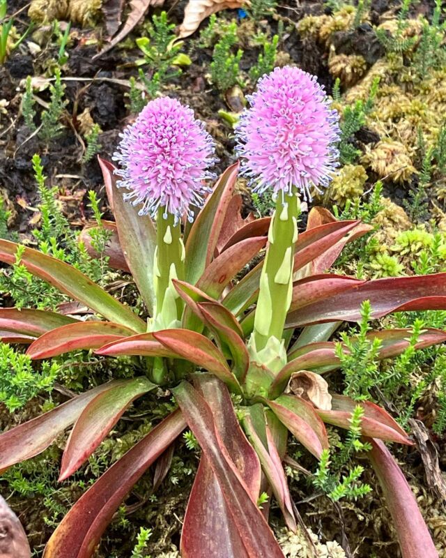 #Helonias bullata in voller Blüte 🔥Die Moornelke erreicht einen Durchmesser von ca. 30cm und leuchtet förmlich während ihrer Blütezeit. Eine Tolle und absolut winterharte Begleitpflanze in jedem Moorbeet oder Moorkübel!

#moorbeet #moorkübel #moorpflanzen #moor #winterhart #torf #moornelke #carnivoren #drosera #hardy @gfp_karnivoren
