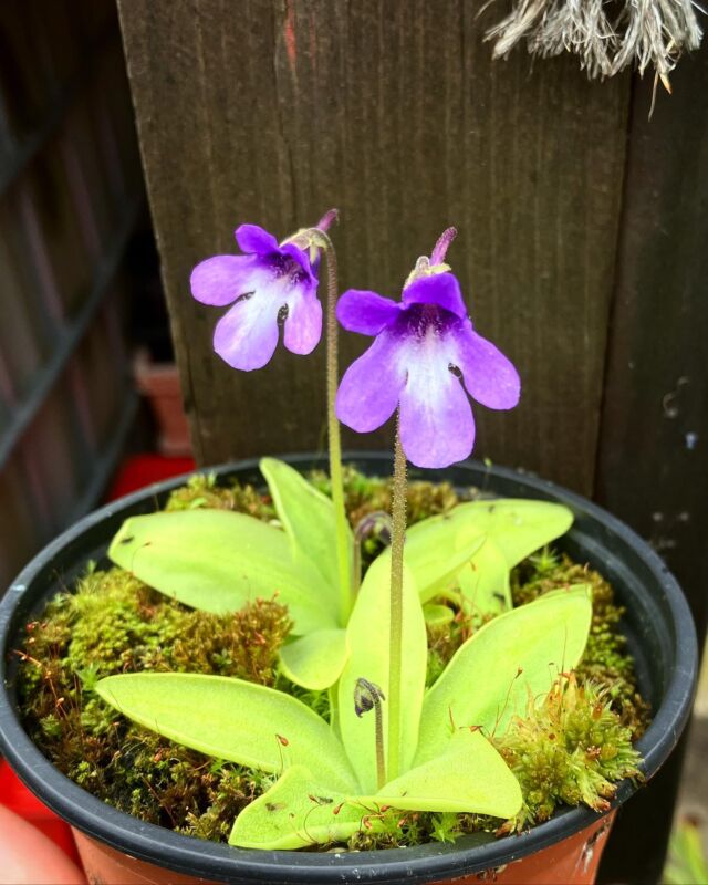 Pinguicula macroceras, ein winterhartes Fettkraut, das sein Verbreitungsgebiet im Norden Amerikas und Asien hat. Absolut winterhart und lässt sich genau wie Pinguicula grandiflora kultivieren.

#pinguicula #hardy #butterwort #fettkraut #moorbeet #macroceras #japan #winterhart #carnivoren #bog #alpin