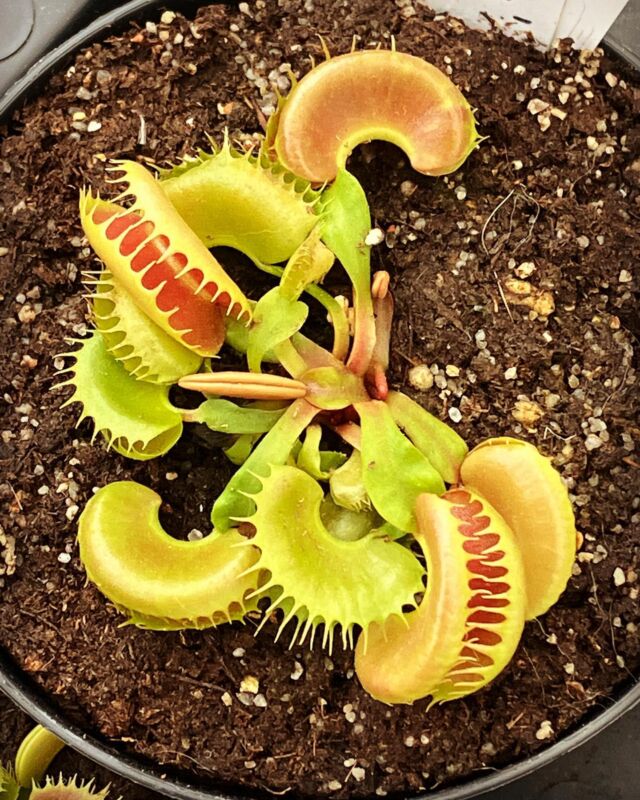 Dionaea „GJ Bloody Nurse“ gibt gerade alles! Ein interessanter Klon, der eine sehr eigene Erscheinung hat. Der Beutefang ist bei dieser Form nicht mehr möglich.

#dionaea #bog #moorbeet #greenjaws #gj #vff #hardy #fliegenfalle #klone #winterhart #gfp #bloodynurse