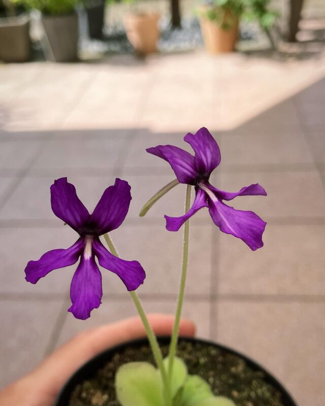 #Pinguicula moranensis im Schnappschuss. Ein unkompliziertes Fettkraut, das zu Beginn der Sommerrosette mit kräftig lila Blüten punktet 🌿
Die Pflanzen erreichen im Sommer bis zu 12cm Durchmesser.

#moranensis #ping #bog #butterwort #fettkraut #tropical #terrarium #indoor #indoorplant #carnivore #carnivorous