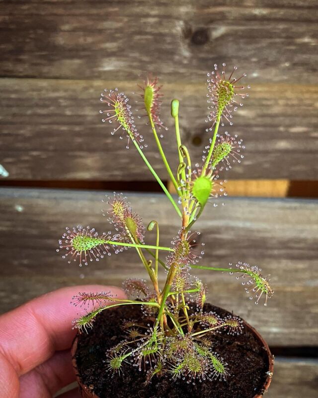 #Drosera intermedia „Carolina Giant“  ist eine intermedia Form aus Carolina (USA). Die Pflanzen wachsen ähnlich wie Drosera madagascariensis in die Höhe und bilden dazu lange Internodien. Durch Kreuzung mit Drosera rotundifolia entstand die eindrucksvolle Drosera x eloisiana (ehem. x Beleziana). Absolut winterhart und super auch für Moorbeet mit kräftiger Moosdecke geeignet, da diese Form problemlos in die Höhe wächst.

#sundew #sonnentau #moor #moorbeet #hardy #winterhart #teich #usa #karnivoren #carnivorous #bog #bogplant #hochmoor #sonne #vff #karnivore