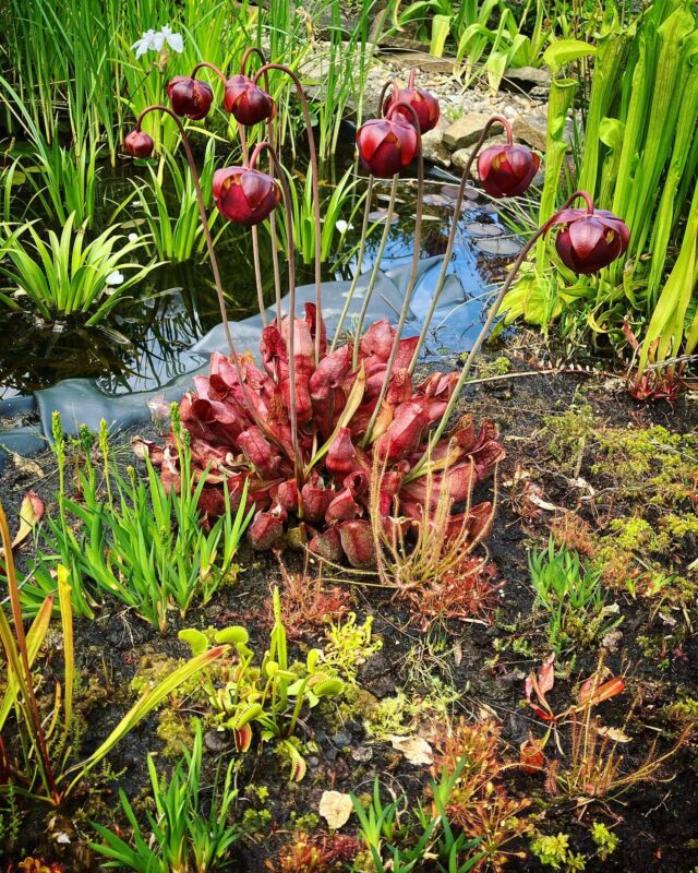 #Moorbeet Ende Mai. Sarracenia purpurea ssp. purpurea mit tollen Blüten. Dank des regelmäßigen Regens dieses Jahr gedeiht alles prächtig 😊

#moor #drosera #rotundifolia #sonnentau #carnivoren #winterhart #teich #sonne #hardy #bog #schlauchpflanze #dionaea #fliegenfalle #sumpf #karnivoren #heide #heidepflanzen