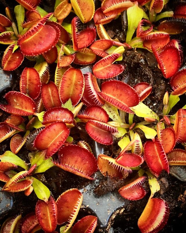 #Dionaea „Carboni Ardenti“ mit einer tollen Ausfärbung. Diese noch wenig verbreitete Form bildet mehr als die üblichen 6 Auslösenborsten. Es ist ein eher kleiner Klon mit kurzen, fransigen Zähnen und seinen Namen einer tollen feuerfarbigen Ausfärbung. 🔥

#dio #vff #moor #bog #hardy #winterhart #bogplant #moorbeet #venus #fliegenfalle #gfp #carnivoren #carnivorous #sun #moorpflanze #fleischfressendepflanzen @gfp_karnivoren
