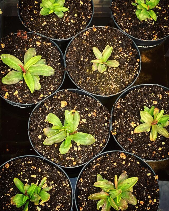 #Pinguicula planifolia ab sofort endlich wieder verfügbar 🍀
Tolles USA #Fettkraut, das sehr nasses Substrat liebt. Unsere Pflanzen steht fast bis Topfrandhöhe im Anstau. Die Pflanzen stehen seit 2 Wochen im Gewächshaus und färben sich nun langsam aus. Wir haben vorerst nur etwa 20 Stück verfügbar, also 💨

#planifolia #moor #usa #ping #pingis #tropical #karnivore #swamp #sumpf #rarität #butterwort
#moorbeet #torf #carnivore #carnivoren #karni