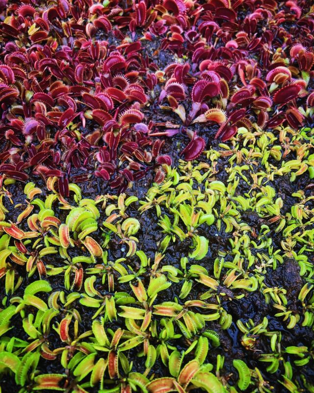 Dionaea Kindergarten. Wenn man kein Ende beim Vermehren findet, passiert sowas 😇

#dionaea #venusfliegenfalle #bog #karnivoren #karnivore #moor #moorbeet #vff #vft #smiley #gj #montecore #jawssmiley #kimjongil #flytrap #hardy #tropical #carnivorusplant #carnivore