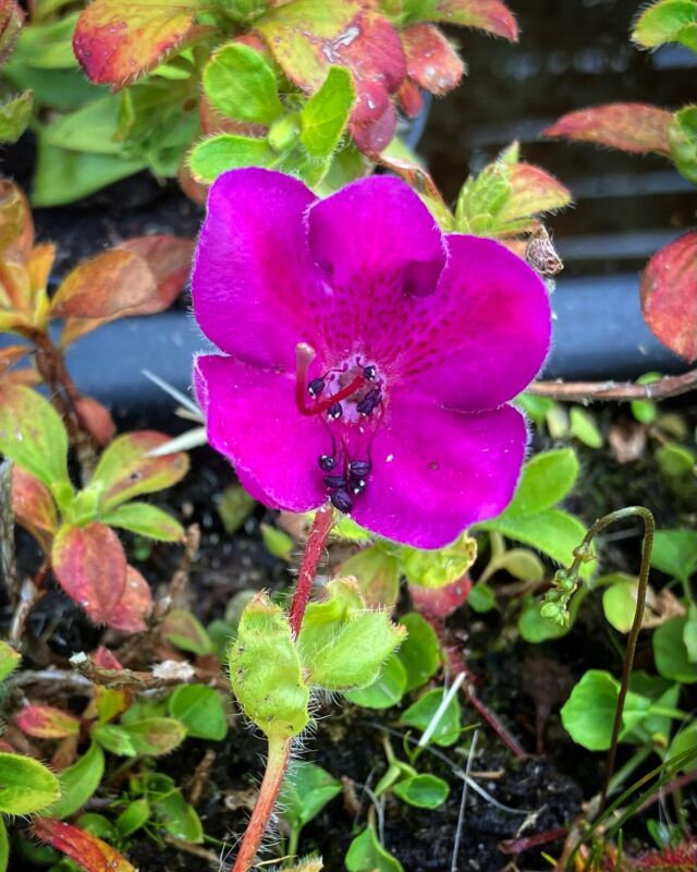 Rhododendron camtschaticum! Auch als Kamtschatka Alpenrose bekannt, ist ein kleiner Zwergstrauch bis 30cm Höhe mit toller purpurner Blüte. Liebt einen vollsonnigen Standort und ist nicht in jedem Moorbeet zu finden 😉

#moorbeet #moor #winterhart #bog #bogplant #hardy #karnivoren #rhododendron #carnivoren #karnivore #sonne #flower #drosera #dionaea #vff